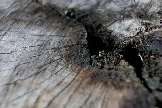 selective focus to wooden log crack texture. soft focus. for the concept photo of illegal logging and climate change