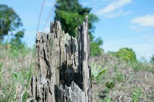 permanece de muerto, antiguo y seco árbol bañador debido a ilegal Inicio sesión de arboles a claro plantación tierra. para el concepto foto de bosque destrucción