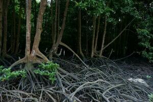 selective focus to the roots of mangrove trees growing above the water photo