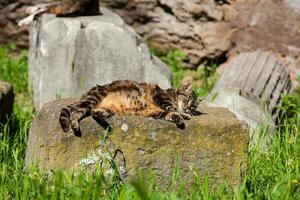 extraviado gatos broncearse en parte superior de el restos de romano columnas a el plaza vittorio emanuele ii en Roma foto