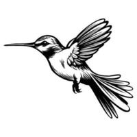 colibrí silueta, colibríes mascota logo, colibríes negro y blanco animal símbolo diseño, pájaro icono. vector