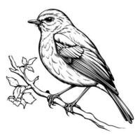 europeo Robin silueta, europeo Robin mascota logo, europeo Robin negro y blanco animal símbolo diseño, pájaro icono. vector