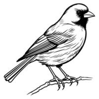 Finches silhouette, Finches mascot logo, Finches Black and White Animal Symbol Design, Bird icon. vector