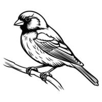 Finches silhouette, Finches mascot logo, Finches Black and White Animal Symbol Design, Bird icon. vector