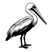 Pelican silhouette, Pelican mascot logo, Pelican Black and White Animal Symbol Design, Bird icon. vector