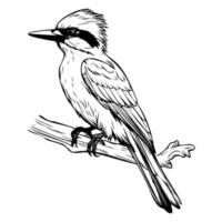 Woodpeckers silhouette, Woodpeckers mascot logo, Woodpeckers Black and White Animal Symbol Design, Bird icon. vector