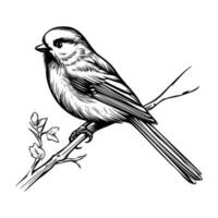 Long tailed tit silhouette, Long tailed tit mascot logo, Long tailed tit Black and White Animal Symbol Design, Bird icon. vector