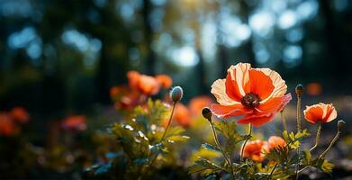 a blooming poppy in sharp focus. AI Generated photo
