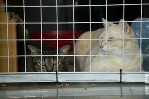 dos tailandés gatos mentira detrás el barricadas esta es hecho a evitar escapa cuales será mantener ellos seguro. foto