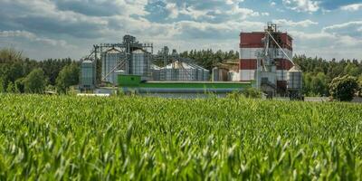 agro silos on agro-industrial complex and grain drying and seeds cleaning line. photo