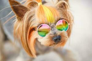 Lovely puppy of Yorkshire Terrier small dog with in rainbow sunglasses on green blurred background photo