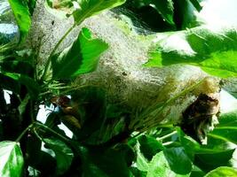 Apple pest moth caterpillars yponomenta malinellus photo