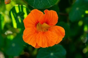 the pretty orange flowers of the nasturtium tropaeolum majus photo