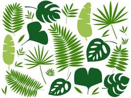 Different kinds of tropical exotic plants leaves set. Vector set of tropical and jungle leaves