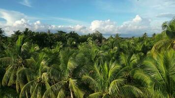 Drone view lush green canopy of a coconut tree plantation, showcasing the tropical beauty of this agricultural landscape. video