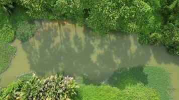 Aerial top down view shadow of trees on Sungai Perai River video