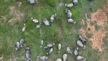 grupo do búfalos empoleirado em uma vibrante verde campo video
