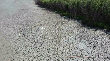 basura a el sequía tierra de mar costero mangle árbol video