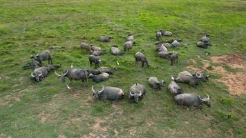 un' mandria di bufali a lussureggiante verde campo video