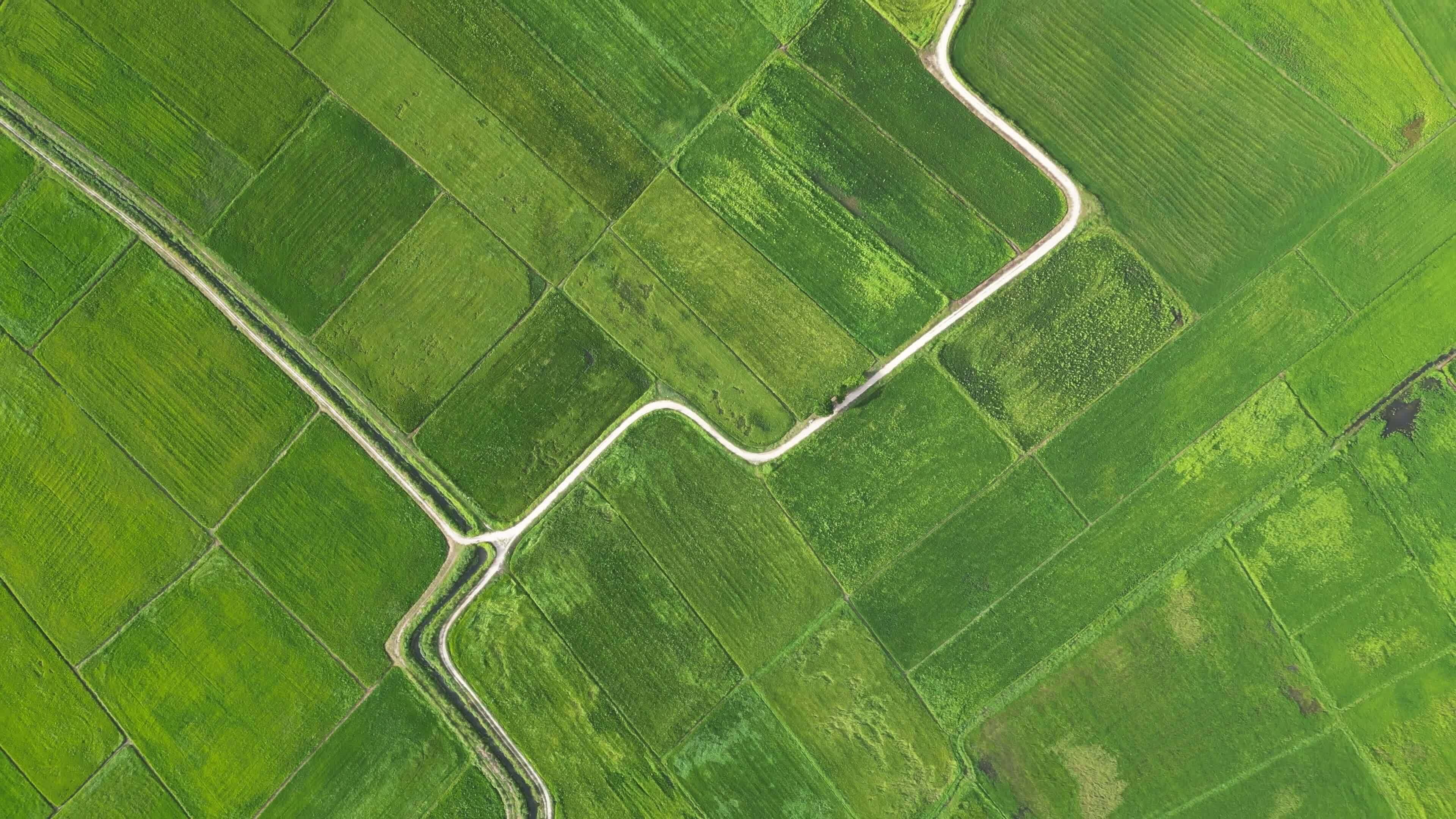 Aerial lookdown the picturesque beauty of Malaysian green paddy fields