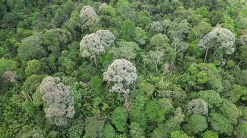 aéreo mosca sobre Malásia tropical floresta tropical com exuberante verde árvore video
