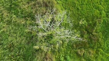 An aerial view of a tree in field video