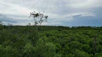 Antenne aufsteigend Mangrove Bäume video
