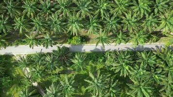Aerial view asphalt road in oil palm farm video