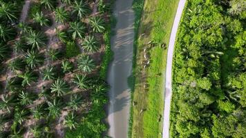 Aerial descending look down cows grazing grass video