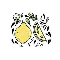 Vector set of hand drawn fruits with leaves and drops on a white background. Whole lemon fruit and its slice hand drawn icons. Naive drawings composition.