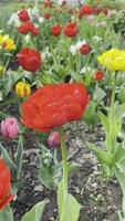 uma lindo campo ou gramado com florescendo vermelho tulipa flores natural colori fundo video