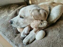 short coated britisch Labrador retriever 10 month old photo