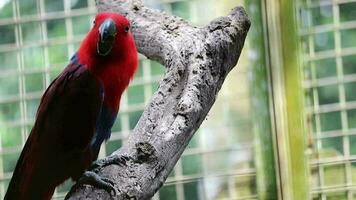 seks vogels, welke heeft de wetenschappelijk naam eclectus roratus of ook bekend net zo de moluks eclectus video