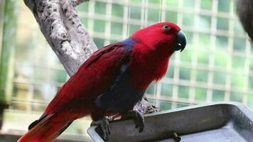 seks vogels, welke heeft de wetenschappelijk naam eclectus roratus of ook bekend net zo de moluks eclectus video