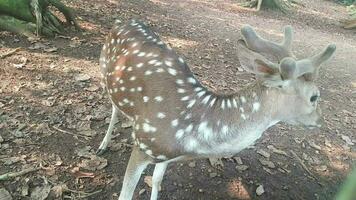 rusa totol con el científico nombre eje eje a zoo en raguña. otro nombres son manchado ciervo, chital ciervo, o eje ciervo video