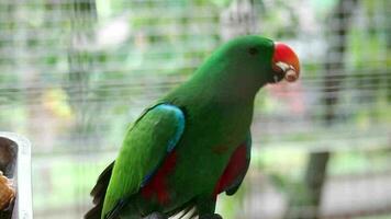 Bajan Vögel, welche hat das wissenschaftlich Name Eklektus roratus oder ebenfalls bekannt wie das Molukken Eklektus video