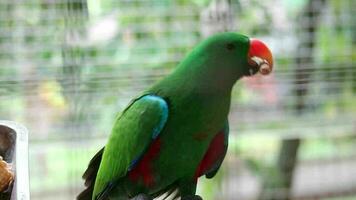 seks vogels, welke heeft de wetenschappelijk naam eclectus roratus of ook bekend net zo de moluks eclectus video