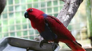 bayan aves, cuales tiene el científico nombre eclectus roratus o además conocido como el molucas eclectus video