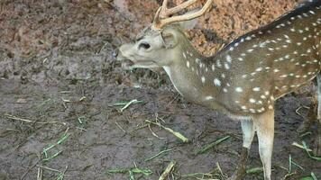 rusa totol con el científico nombre eje eje a zoo en raguña. otro nombres son manchado ciervo, chital ciervo, o eje ciervo, video