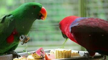 bayan aves, cuales tiene el científico nombre eclectus roratus o además conocido como el molucas eclectus video