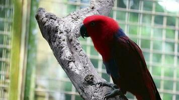 bayan pássaros, que tem a científico nome eclectus Roratus ou Além disso conhecido Como a molucano eclectus video