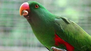 bayan pássaros, que tem a científico nome eclectus Roratus ou Além disso conhecido Como a molucano eclectus video