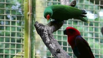 bayan pássaros, que tem a científico nome eclectus Roratus ou Além disso conhecido Como a molucano eclectus video