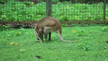 el suelo canguro, el ágil canguro, macropus Agilis además conocido como el arena canguro, es un especies de Wallaby encontró en del Norte Australia, nuevo Guinea y nuevo Guinea. esta es el más común Wallaby video