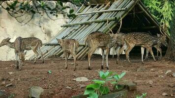 Rusa Totol with the scientific name Axis axis at Zoo in Raguna. Other names are Spotted deer, Chital deer, or Axis deer video