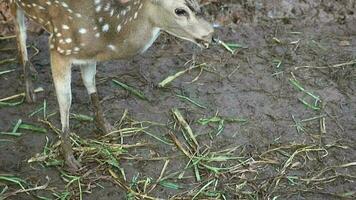 Rusa Totol with the scientific name Axis axis at Zoo in Raguna. Other names are Spotted deer, Chital deer, or Axis deer video