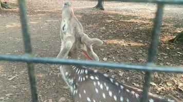 Rusa Totol with the scientific name Axis axis at Zoo in Raguna. Other names are Spotted deer, Chital deer, or Axis deer video