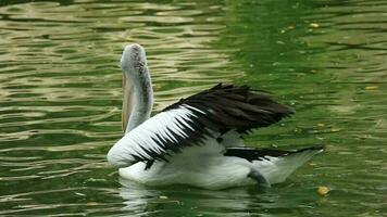 undans oder Pelikane sind Wasser Vögel Das haben ein Beutel unter ihr Schnabel. es ist wissenschaftlich Name ist Pelecanus Onokrotalus. sehr schön mit Weiß Farbe. einer von das Beliebt Tiere im Ragunan. video