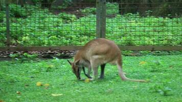 de grond kangoeroe, de behendig wallaby, macropus agilis ook bekend net zo de zand wallaby, is een soorten van wallaby gevonden in noordelijk Australië, nieuw Guinea en nieuw Guinea. deze is de meest gemeenschappelijk wallaby video