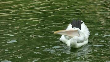 undans ou pelicanos estão água pássaros este ter uma bolsa debaixo seus bico. Está científico nome é pelecano onocrotalus. muito lindo com branco cor. 1 do a popular animais dentro ragunan. video